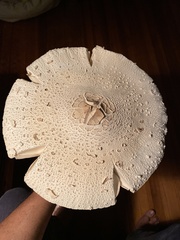 Fungi