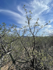 Erythrina flabelliformis