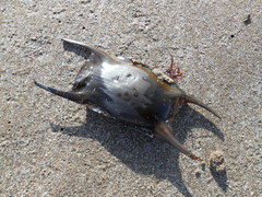 Amblyraja doellojuradoi