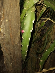 Lepismium cruciforme