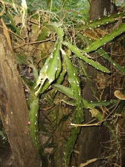 Lepismium cruciforme