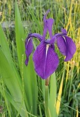 Iris laevigata