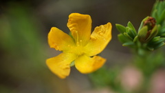 Hypericum humboldtianum