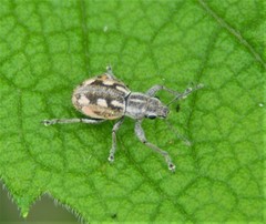 Pantomorus albosignatus