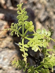 Bursera exequielii