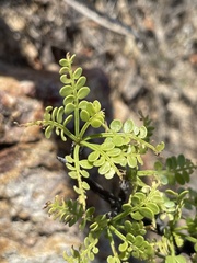 Bursera exequielii