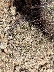 Mammillaria petrophila