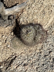 Mammillaria petrophila