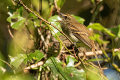 Cnemotriccus fuscatus