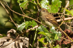 Cnemotriccus fuscatus