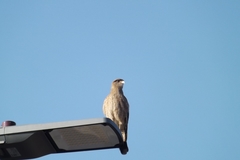 Daptrius chimango chimango