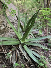 Agave arcedianoensis