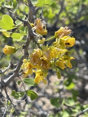Haematoxylum brasiletto