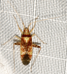 Phytocoris depictus