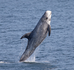 Risso's Dolphin photo 1