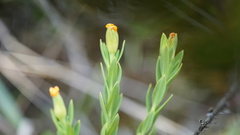 Hypericum humboldtianum