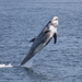 Delfín de Risso - Photo (c) Robin Gwen Agarwal, algunos derechos reservados (CC BY-NC)