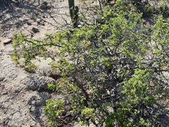 Haematoxylum brasiletto