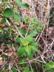 Ageratina wrightii