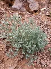 Cryptantha mexicana