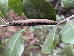 Lepidoptera