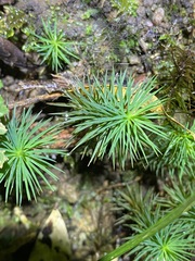 Dawsonia polytrichoides