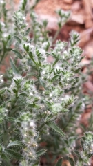 Cryptantha mexicana