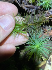 Dawsonia polytrichoides