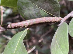 Lepidoptera