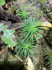 Dawsonia polytrichoides
