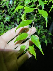 Uromyrtus tenella