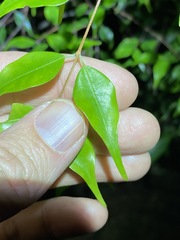 Uromyrtus tenella