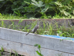 Mimus polyglottos