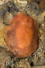 Dendrodoris fumata