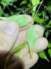 Uromyrtus tenella