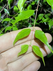 Uromyrtus tenella