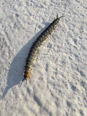 Scolopendra viridis