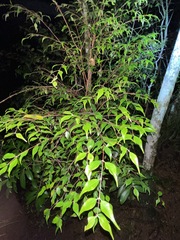 Uromyrtus tenella