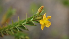 Hypericum humboldtianum