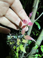 Uromyrtus tenella