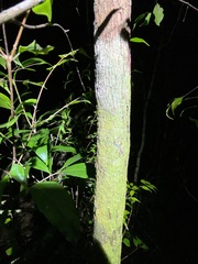 Uromyrtus tenella