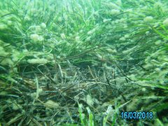 Siphonognathus argyrophanes