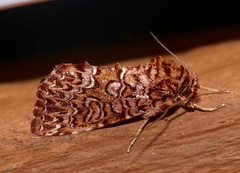 Callopistria granitosa