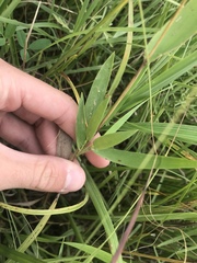 Dichanthelium scribnerianum