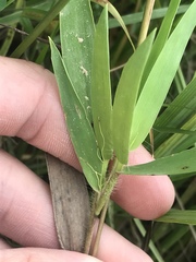 Dichanthelium scribnerianum