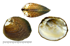 Aculamprotula coreana