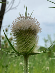 Dipsacus laciniatus