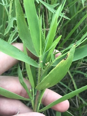 Dichanthelium scribnerianum