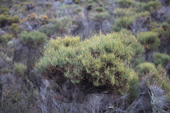 Allocasuarina pusilla