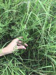 Dichanthelium scribnerianum